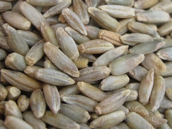 50 Rye Fall Rye Harness the Full benefits of Hybrid Fall Rye